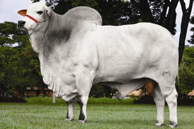 ABS certifica 15 touros com Selo Ouro IATF Foto: Divulgação