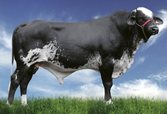 Touro ícone Girolando aposenta, depois de produzir 245 mil doses Foto: Divulgação