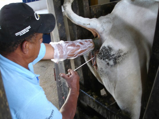 Saiba como assegurar a eficiência da Inseminação Artificial em Tempo Fixo Foto: Divulgação