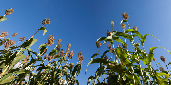 Desafio mostra benefícios do sorgo sacarino para a produção de etanol O sorgo sacarino tem condições de produzir mais de 2.500 litros de etanol por hectare durante o período de entressafra da cana.Foto: Divulgação