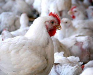 Exportação brasileira de carne de frango aumentou em 11% Foto: Divulgação