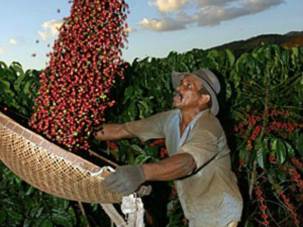 Café representa 6,9% nas exportações agrícolas em 2013 O principal comprador de café verde brasileiro continua sendo a Alemanha