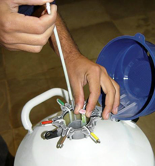 Conheça os cuidados necessários para uma inseminação artificial de qualidade Foto: Divulgação