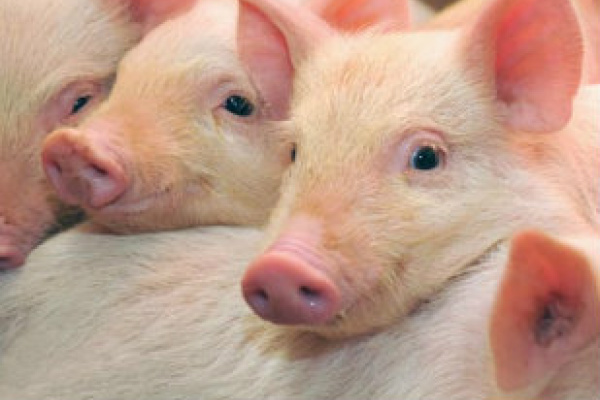 Mapa discute requisitos para exportar carne suína para o Japão O inicio do comércio entre os países ocorrerá assim que o Japão aprovar o modelo de Certificado Sanitário Internacional (CSI)