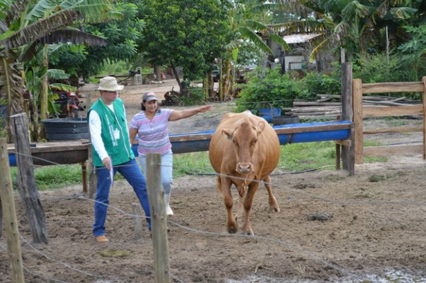 Produtor familiar do Mais Leite receberá apoio para investir em inseminação artificial Foto: Divulgação