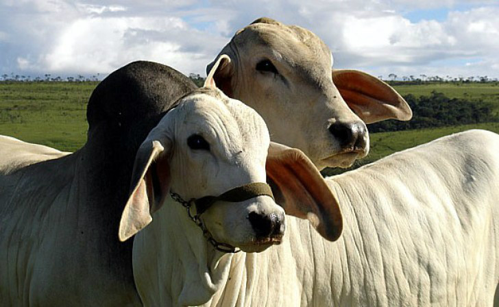 Pecuaristas investem em inseminação artificial para garantir produtividade do gado Foto: Divulgação