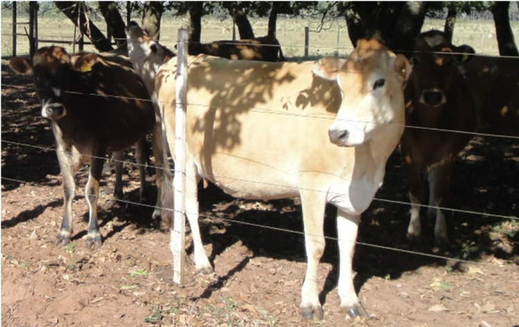 Investimento em tecnologias simples podem alavancar a produção e a qualidade do leite de Mato Grosso do Sul Foto: Divulgação