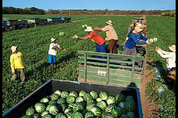 IFMS abre 25 vagas no curso Técnico em Fruticultura em Ponta Porã Há reserva de vagas para os candidatos que estudaram todo o ensino fundamental em escolas públicas