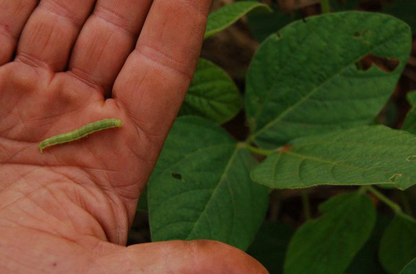 Mapa apresenta plano de contingência para prevenir praga