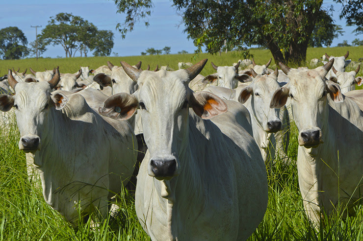Circuito Pecuário: preço do boi gordo deve subir 4% até final do ano, prevê especialista Circuito Pecuário: preço do boi gordo deve subir 4% até final do ano, prevê especialista