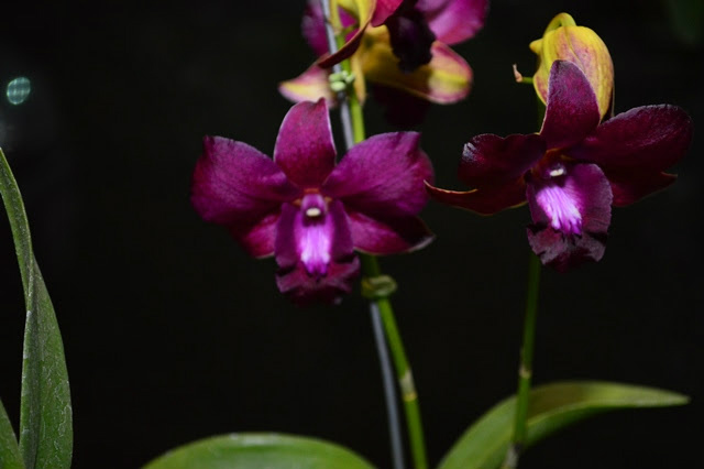 Cultivo de orquídeas ganha espaço em MS e se fortalece como atividade terapêutica Cultivo de orquídeas ganha espaço em MS e se fortalece como atividade terapêutica