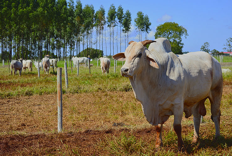 Preço do boi gordo ultrapassa R$ 136/@ em MS Preço do boi gordo ultrapassa R$ 136/@ em MS