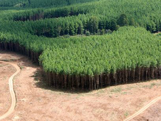 CNA acredita que o Brasil pode ter muito lucro com o crescimento do setor florestal