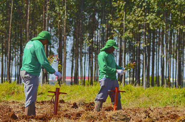 Como produzir floresta no lugar certo, na hora certa
