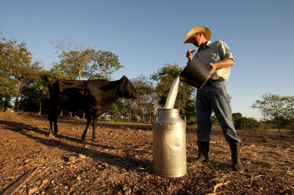 Alta nos custos de produção da pecuária leiteira Alta nos custos de produção da pecuária leiteira