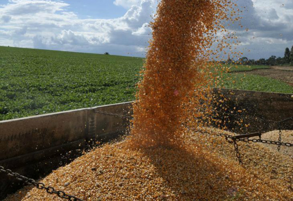 Diminuíram as exportações para a China devido ao problema logístico que o agricultor brasileiro sofre há anos.Foto: Divulgação