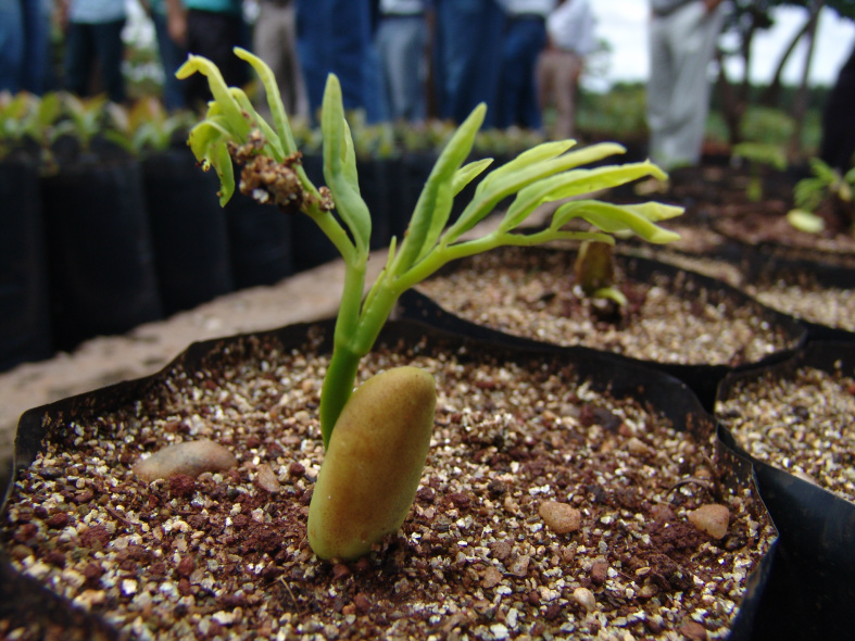 Governo facilita acesso a sementes e mudas