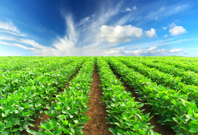 Clima favorece cultivo de soja no Centro-Oeste e no Sudeste