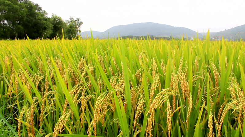 Novo modelo de produção de arroz com técnica de gotejamento se torna alternativa econômica e sustentável Novo modelo de produção de arroz com técnica de gotejamento se torna alternativa econômica e sustentável