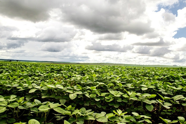 Produtor de MS tem até 10 de dezembro para cadastrar plantio de soja safra 2015/2016