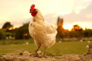 Em outubro, embarque de carne de frango cai mais de 25% em relação ao recorde de julho