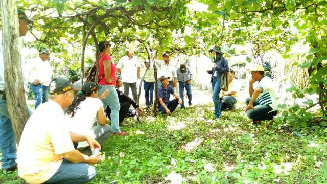 Dia de campo realizado em Anastácio oferece técnicas de manejo em fruticultura