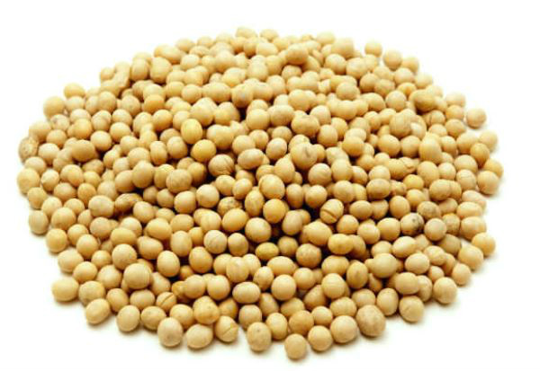 MS: Plantio chega a 90% e sojicultores debatem estratégias de mercado MS: Plantio chega a 90% e sojicultores debatem estratégias de mercado