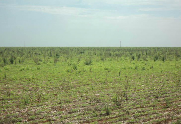 Manejo de rasteirinha pode evitar proliferação da planta nas lavouras de soja Rasteirinha é altamante tolerante a herbicidas, por isso a necessidade de manejo cuidadoso.Foto: Áureo Lantmann, especial