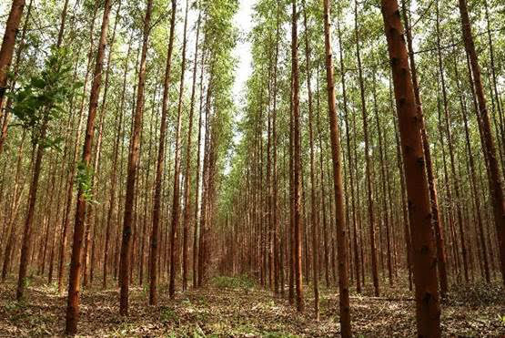 Eldorado Brasil aposta em eficiência nas florestas