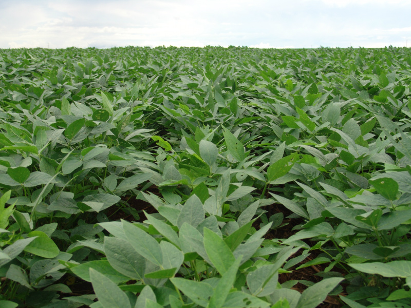 Área cultivada com soja ficou maior para a safra 2012/2013 (Foto: Gazeta do Campo)
