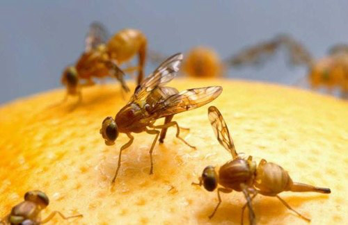 Programa Nacional de Combate às Moscas-das-Frutas pode melhorar o status fitossanitário do Brasil