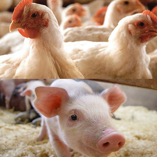 JBS quer investir R$ 1,1 bi em produção de aves e suínos em MS JBS quer investir R$ 1,1 bi em produção de aves e suínos em MS