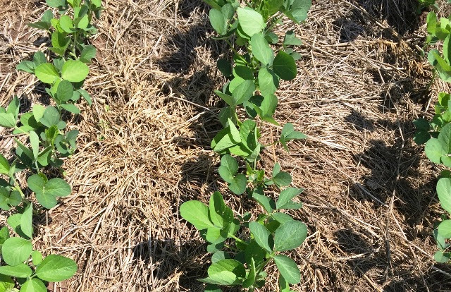 Plantio Direto ameniza calor excessivo ao embrião da soja em MT