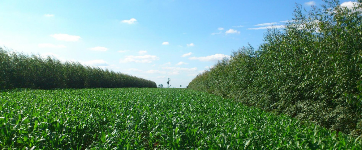 Gado ganha peso após recuperação de pastagem em solo arenoso Gado ganha peso após recuperação de pastagem em solo arenoso