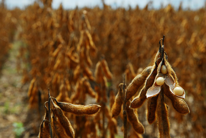 MS prorroga prazo para cadastro de áreas destinadas ao plantio da soja