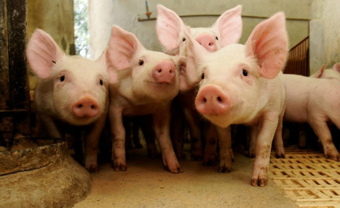 Suinocultura brasileira deve avançar entre 2% a 3% em produção e embarques em 2016 Suinocultura brasileira deve avançar entre 2% a 3% em produção e embarques em 2016