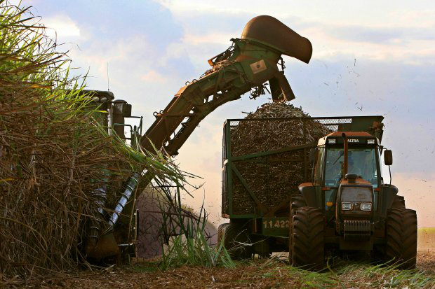 Chuvas prejudicam ritmo de moagem e nível de ATR da cana