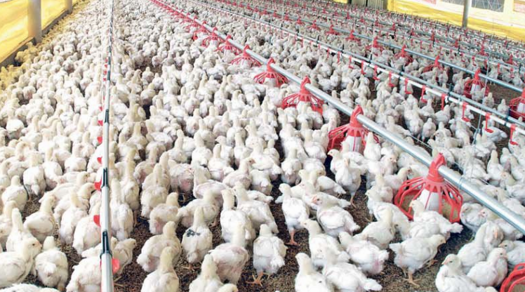 Surpresa: Frango inteiro tem remuneração melhor que a dos cortes Surpresa: Frango inteiro tem remuneração melhor que a dos cortes