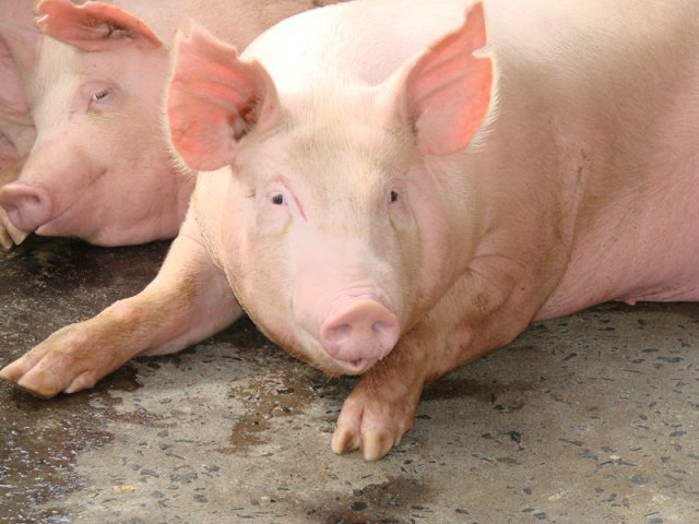 Pressão de baixa continua no mercado de suínos Pressão de baixa continua no mercado de suínos