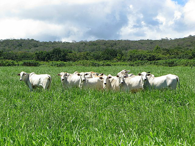Etapas para formar bem uma pastagem Etapas para formar bem uma pastagem