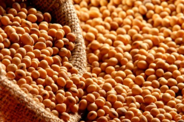 Preço da soja em baixa faz produtor de MS estocar o que sobrou da safra Na safra 2012/2013, Mato Grosso do Sul produziu 5,748 milhões de toneladas de soja.Foto: Divulgação