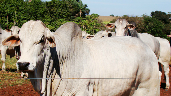 Brasil quer mais zonas livres de febre aftosa sem vacinação Foto: Divulgação