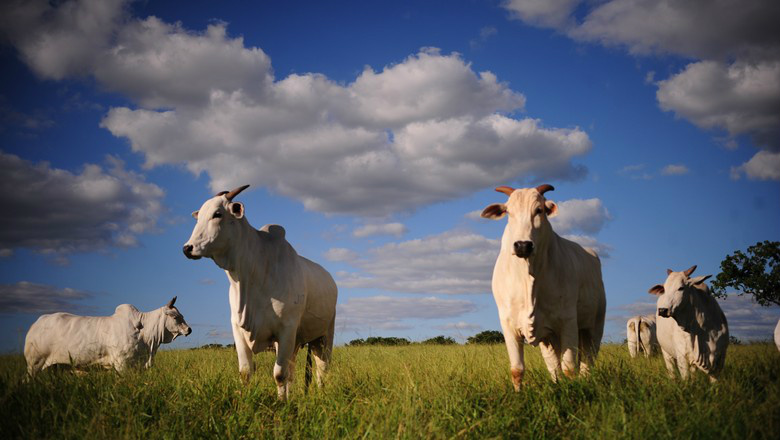 Mercado do boi gordo tem recuperação Mercado do boi gordo tem recuperação