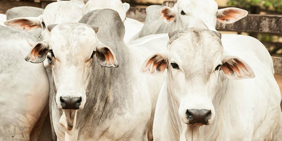 Boi/Cepea: em termos nominais, valores atuais são os maiores da série Boi/Cepea: em termos nominais, valores atuais são os maiores da série