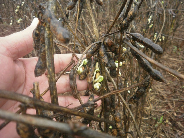 Mais de 40 mil hectares de soja nem serão colhidos no Estado devido aos prejuízos causados pelas chuvas.