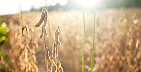 Soja sustentável e os avanços da produção brasileira