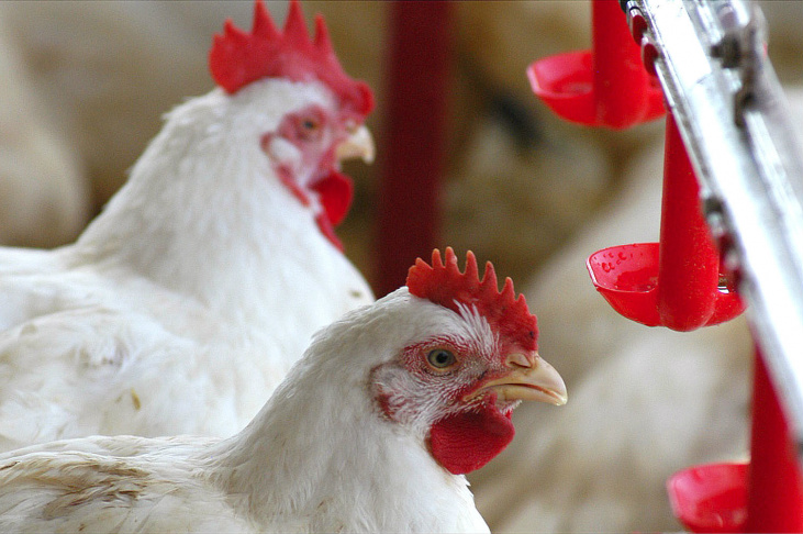 Carne de frango: em vez do segundo, o terceiro maior embarque da história Carne de frango: em vez do segundo, o terceiro maior embarque da história