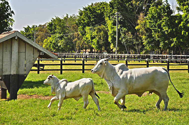Regras de financiamento de matrizes bovinas com recursos do FCO são ajustadas Regras de financiamento de matrizes bovinas com recursos do FCO são ajustadas