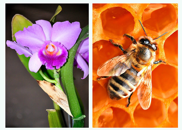De cultivo de orquídeas à apicultura, Senar/MS realizará oficinas educativas na Expogrande 2016