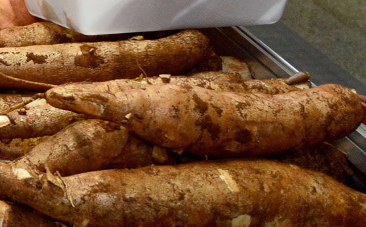 Hortifruti Legal: Dia de Campo apresenta novas variedades de mandioca e boas práticas de cultivo